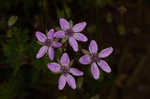 Redstem stork's bill